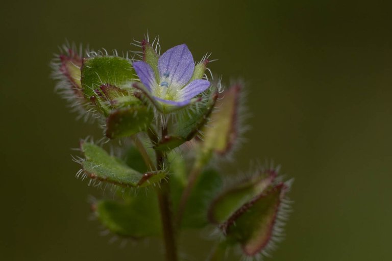 pond dipping (7 of 19).jpg