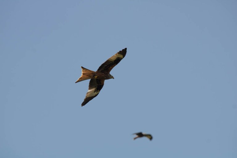 Day 5 red kite-9.jpg