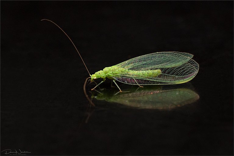 Green Lacewing-0029PP.jpg