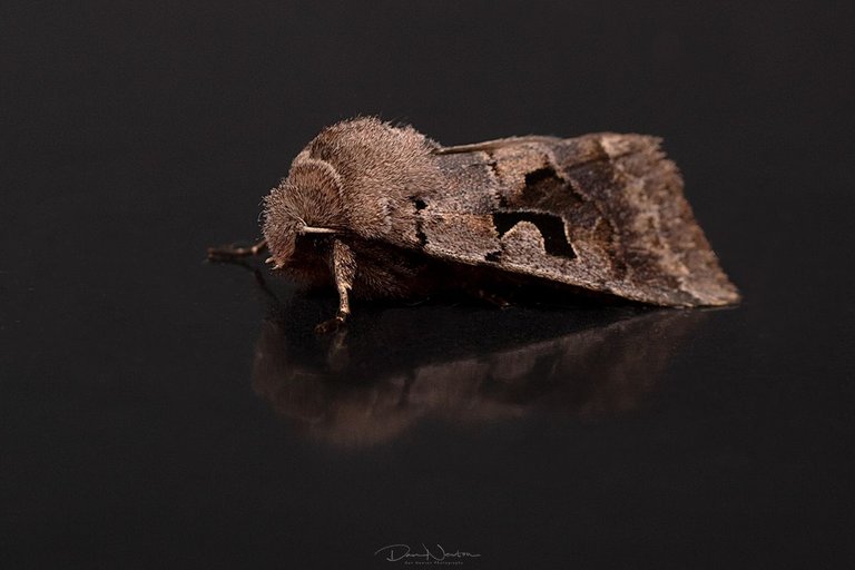 Hebrew Character-0023PP.jpg