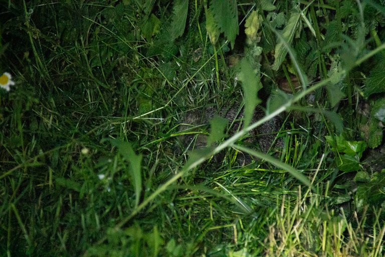 Hedgehog visitor-2.jpg