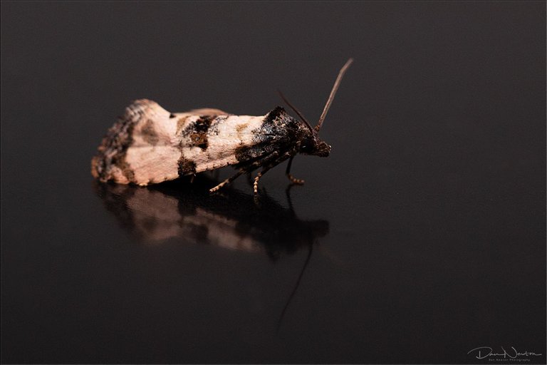 Cochylis atricapitana-0015PP.jpg