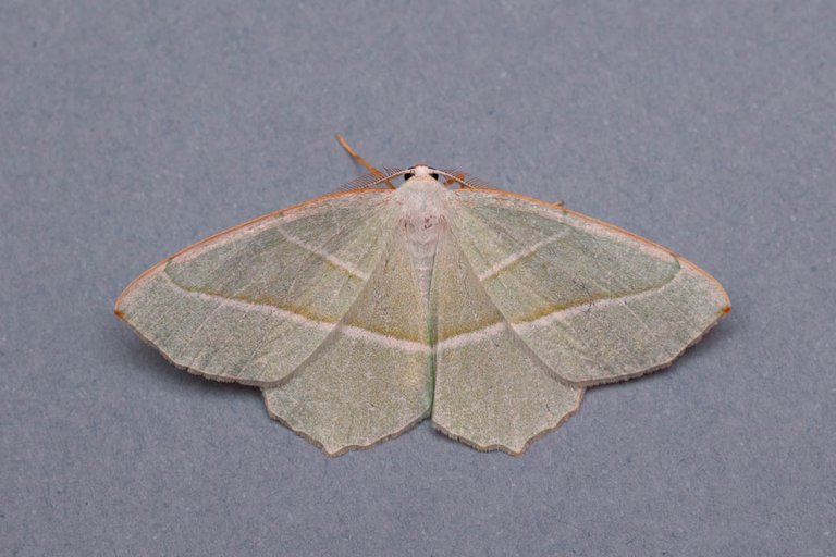 moth-17june2022-1036.jpg