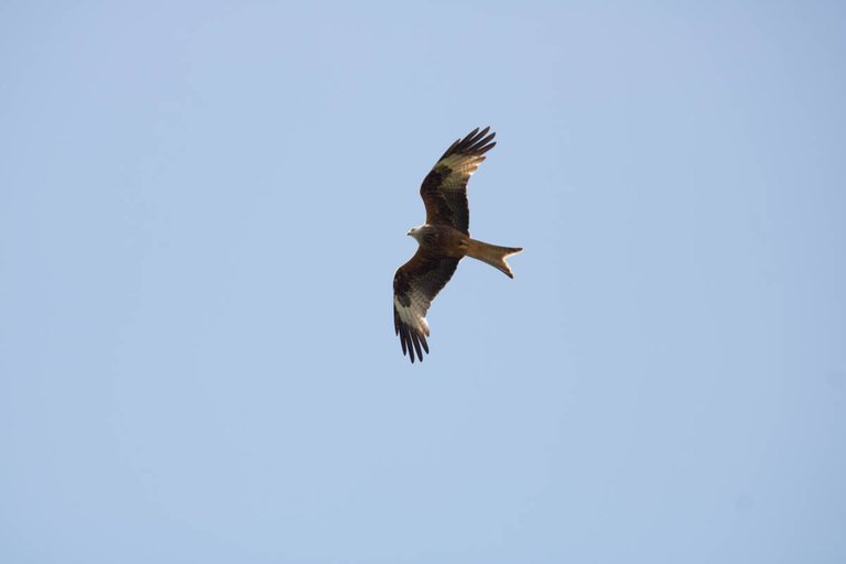 Day 5 red kite-3.jpg