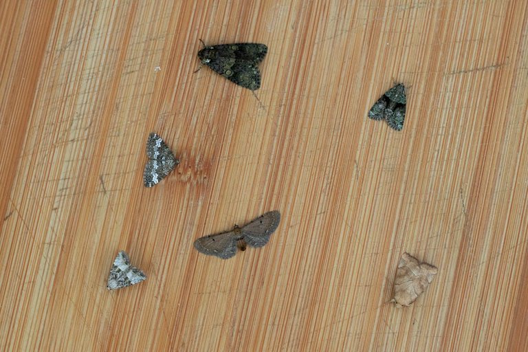 moth 8-7-22-12.jpg