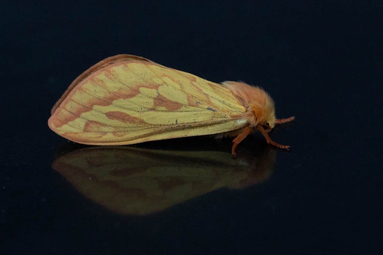 Day 4 moths take 2-14.jpg