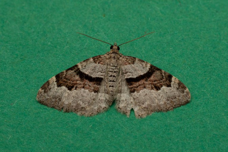 holiday moth blog-3.jpg