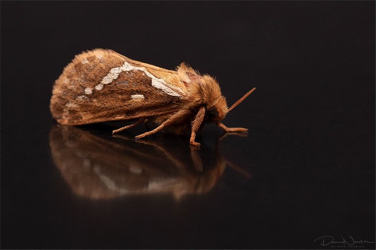 Common Swift-0042PP.jpg