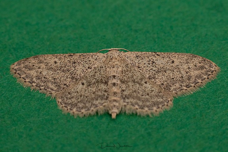 Small Dusty Wave-0031PP.jpg