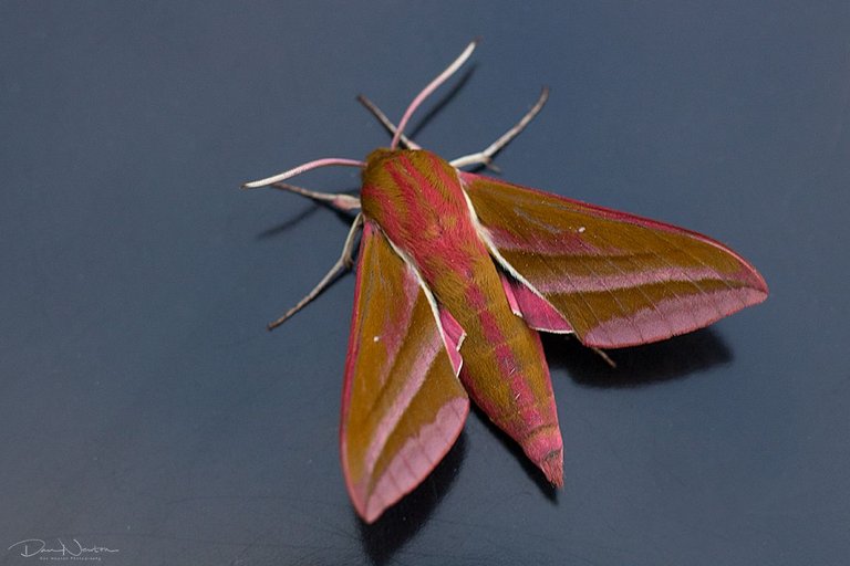 Elephant Hawkmoth-0004.jpg