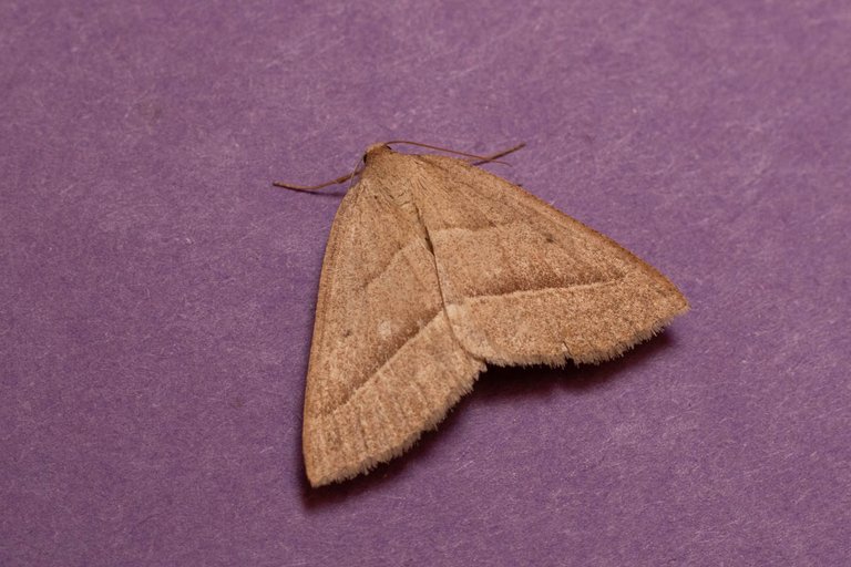 Day 1 moth trap-7.jpg