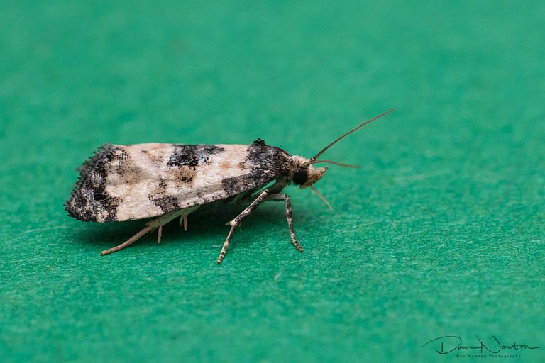 Cochylis dubitana-0039PP.jpg