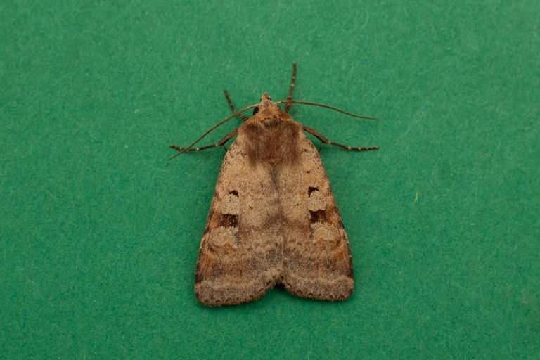 holiday moth blog-7.jpg