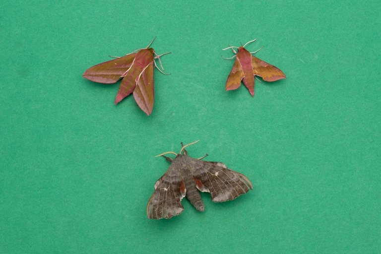 holiday moth blog-8.jpg
