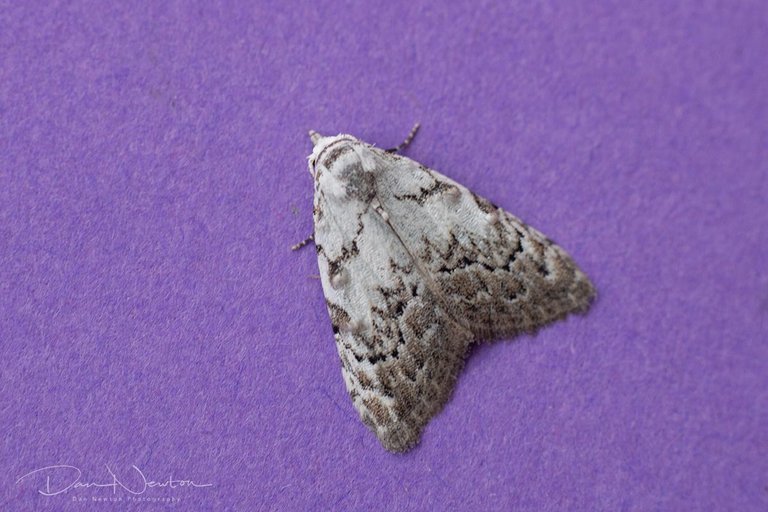 Least Black Arches-0013PP.jpg