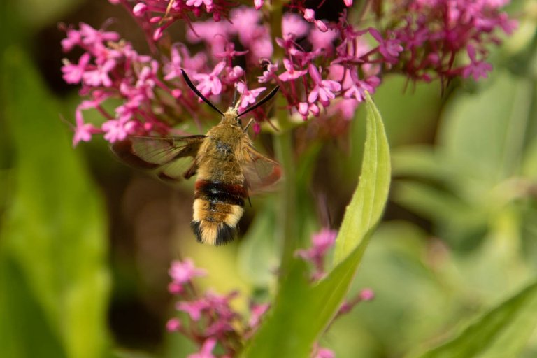 moth trap 8-jun-24-1.jpg