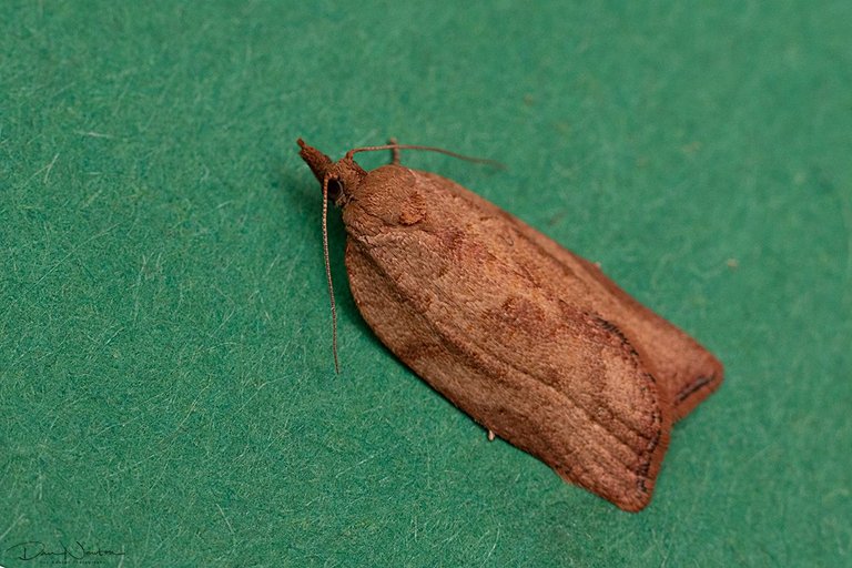 Light Brown Apple Moth-0004PP.jpg