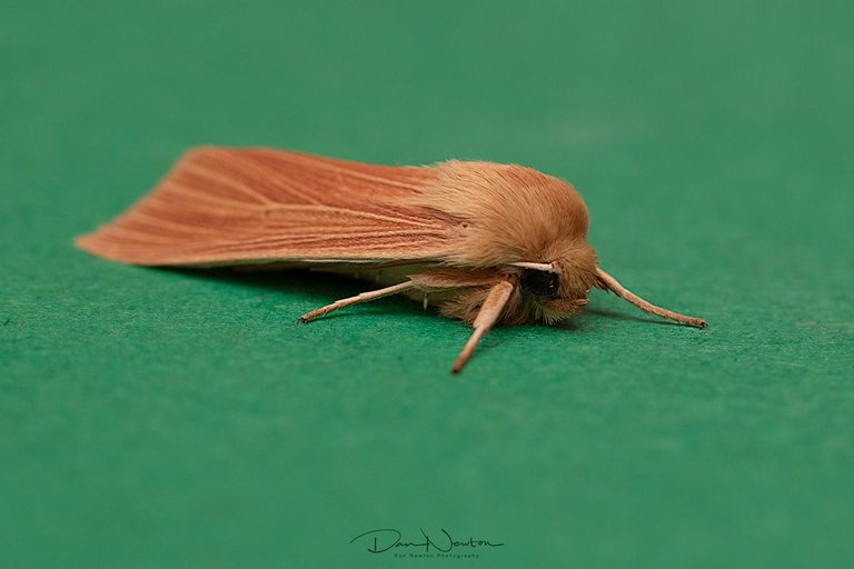 Common Wainscot-0007PP.jpg