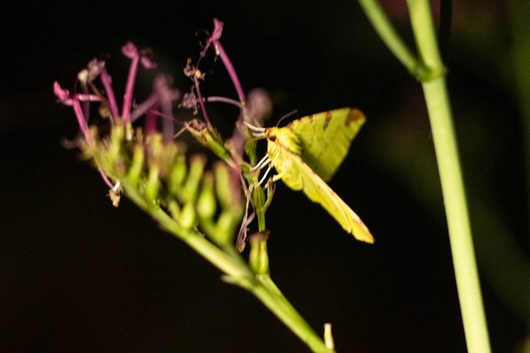 moth trap 21-jun-24-6.jpg