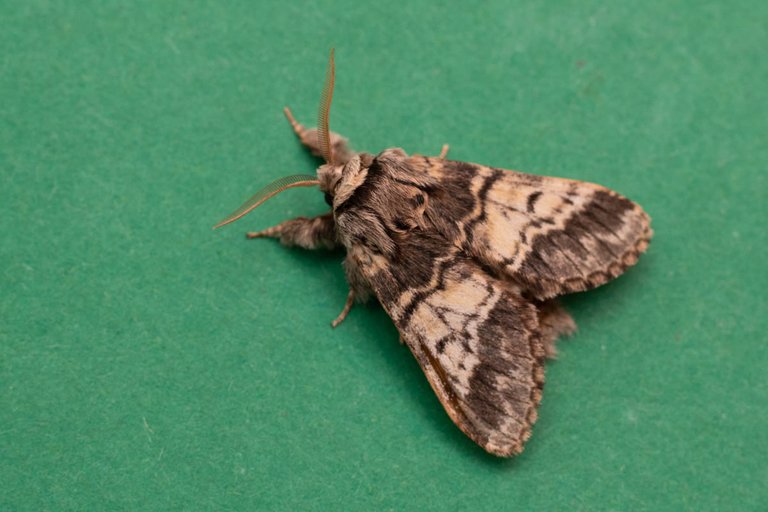 39thApril moth trap part 2-9894.jpg