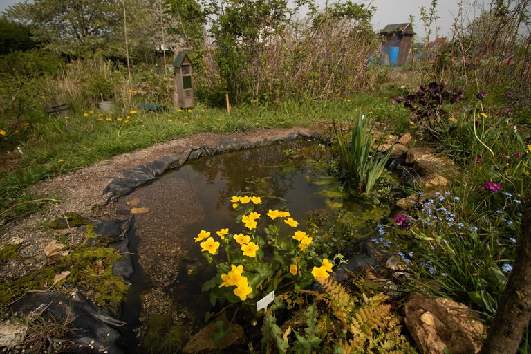 pond dipping (6 of 19).jpg