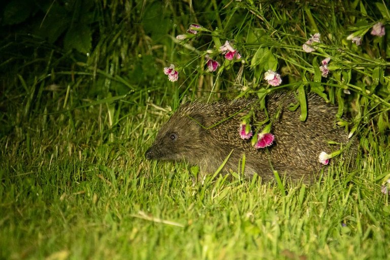 Hedgehog visitor-5.jpg