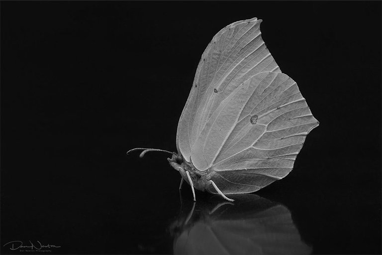 Brimstone Butterfly-0050PP.jpg