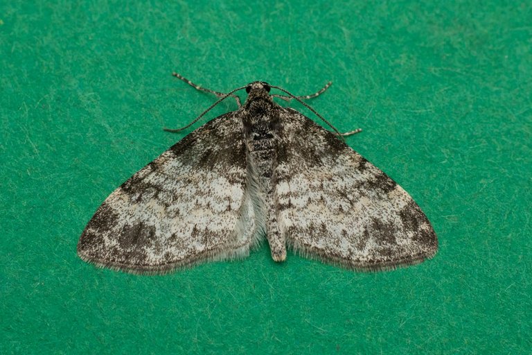 moth balconyseraphim-0745.jpg