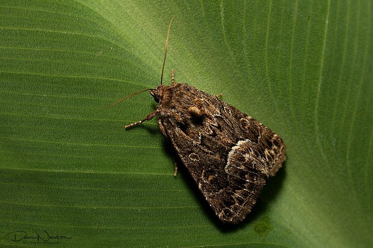 Straw Underwing-0173PP.jpg