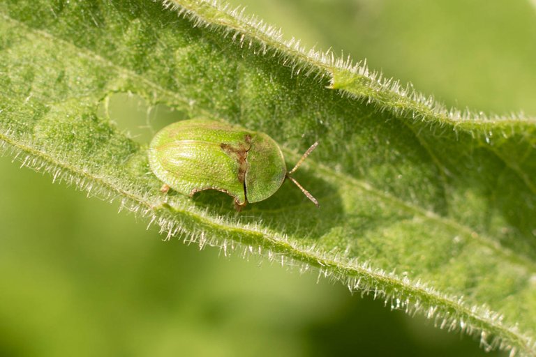 moth garden-3.jpg