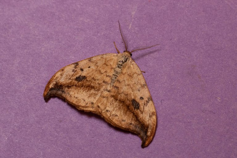 Day 1 moth trap-5.jpg