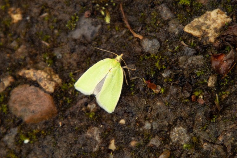 moth trap 8-jun-24-6.jpg