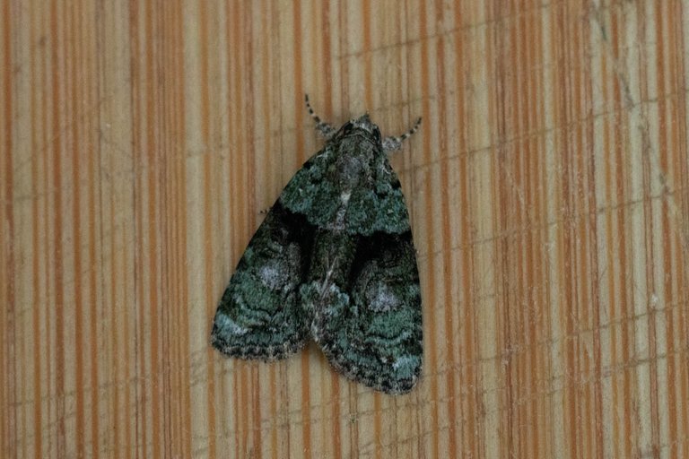moth 8-7-22-10.jpg