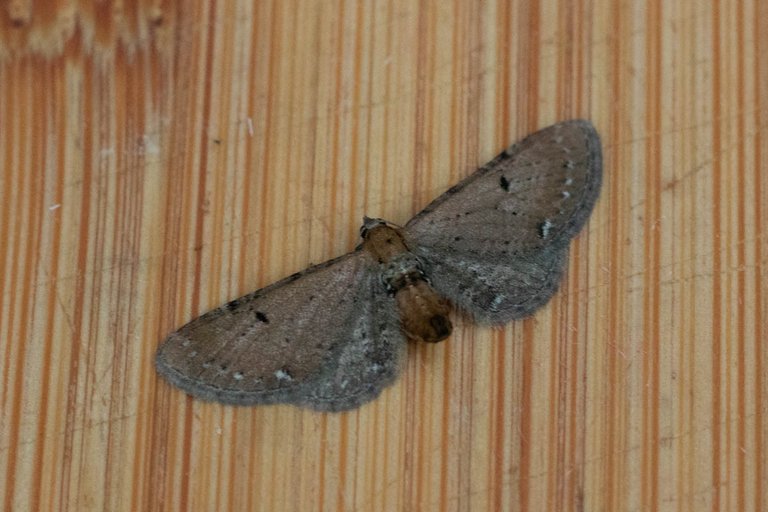moth 8-7-22-9.jpg