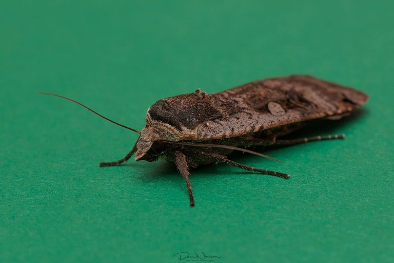 Large Yellow Underwing-0080PP.jpg