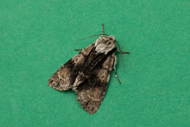 holiday moth blog-2.jpg