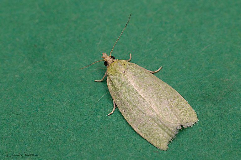 Green Oak Tortrix-0030PP.jpg