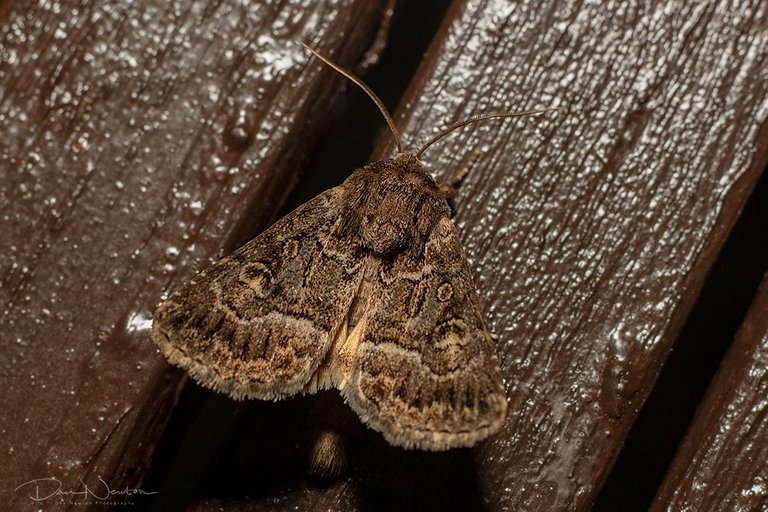 Straw Underwing-0176PP.jpg