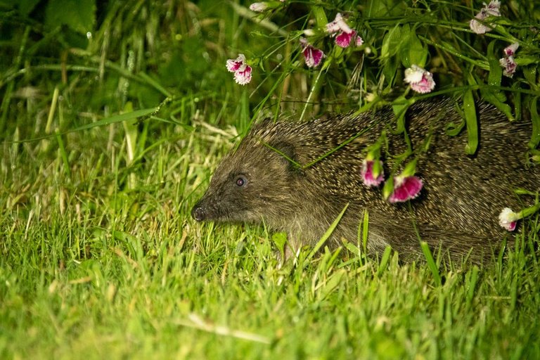 Hedgehog visitor-4.jpg