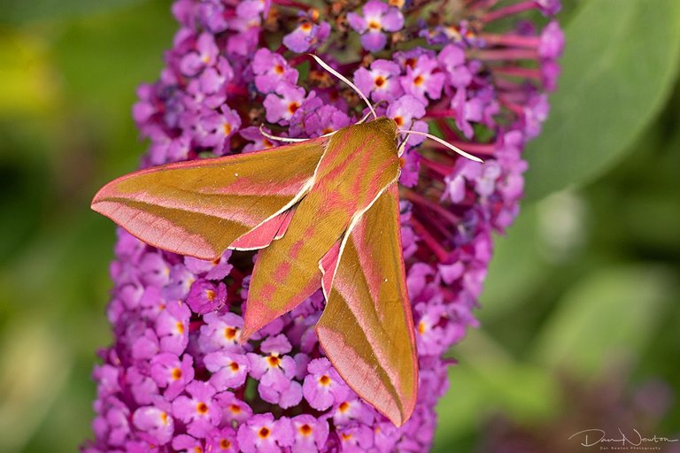 elephant hawkmoth-8925PP.jpg