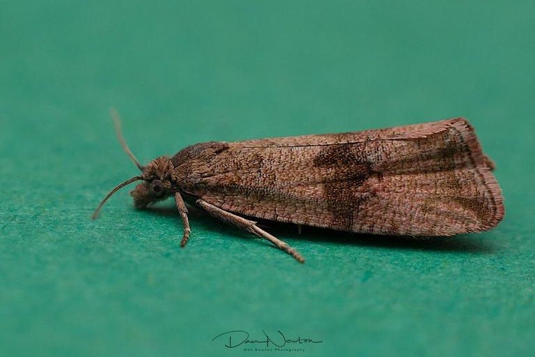 Celypha striana-0123PP.jpg