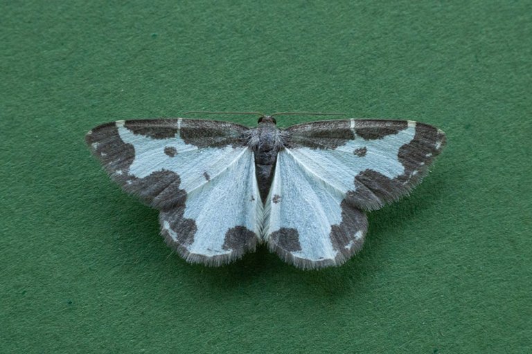Day 4 moths take 2-15b.jpg