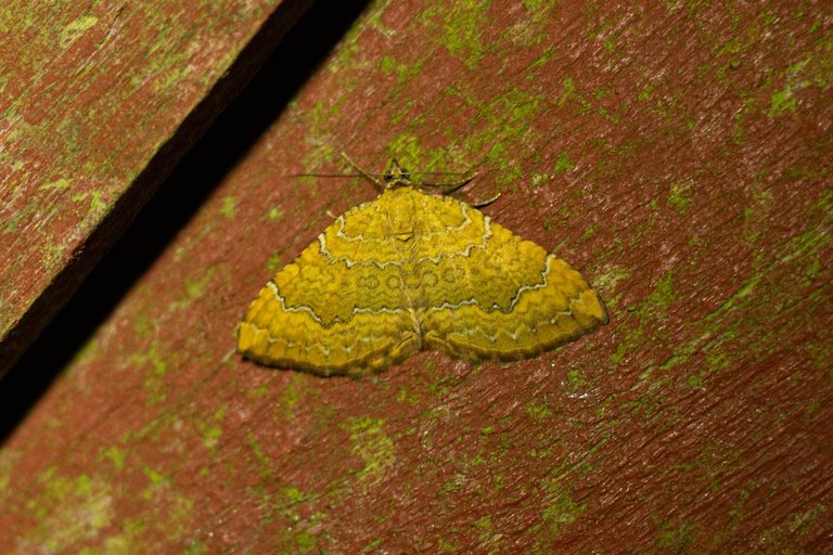 moth trap 21-jun-24-9.jpg