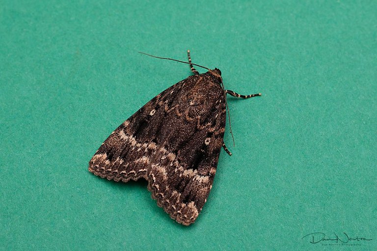 Copper Underwing-0068@0,25x.jpg