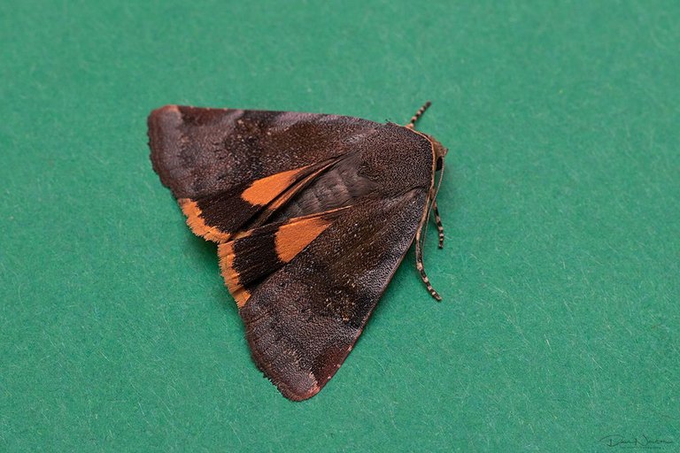 Lesser Broad Bordered Yellow Underwing-0029PP.jpg