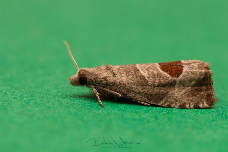 Bramble Shoot Moth-0029PP.jpg