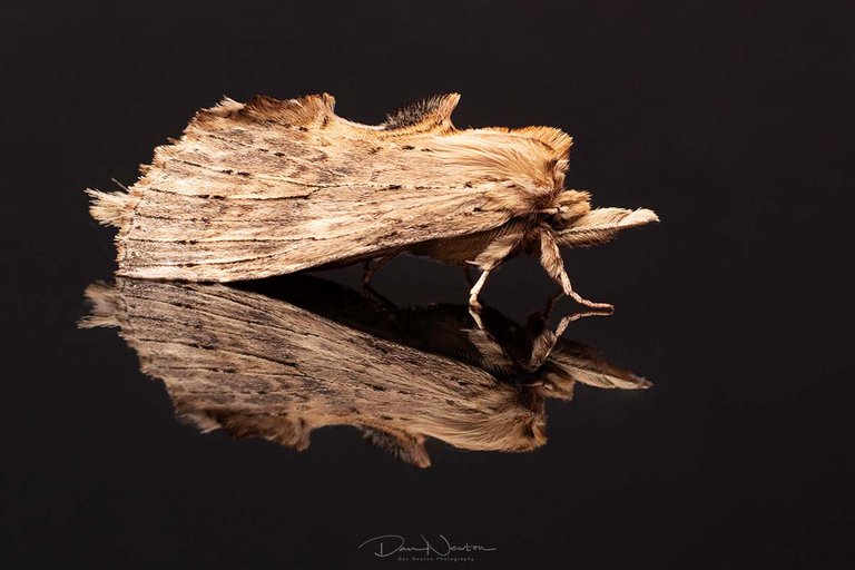 Pale Prominent-9879-1PP.jpg