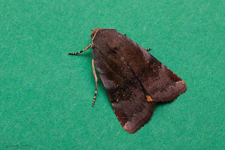 Lesser Broad Bordered Yellow Underwing-0030PP.jpg