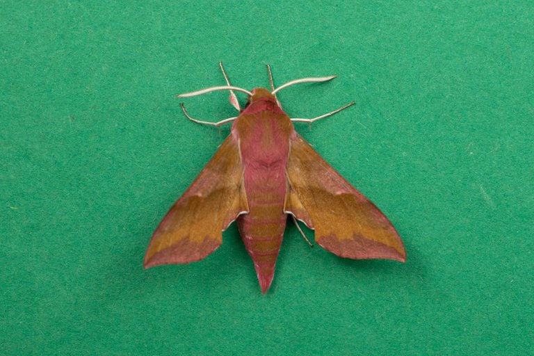 holiday moth blog-10.jpg