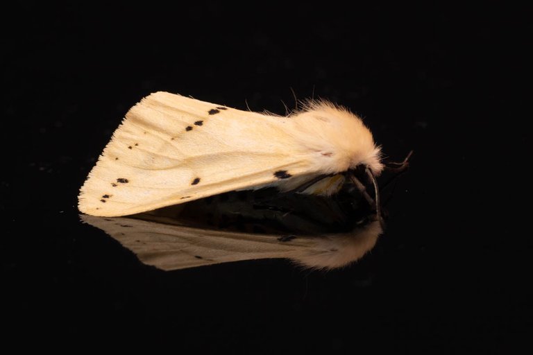 moth-17june2022-1015.jpg